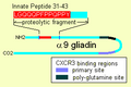 Gluten_immunochemistry