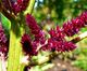 Amaranthus cruentus Foxtail