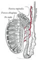 Gray's Anatomy Plate 1149
