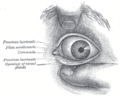 Gray's Anatomy illustration of the eye