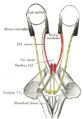 Gray's Anatomy illustration 785