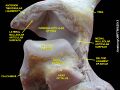 Ankle joint. Deep dissection.