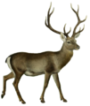 The deer of all lands (1898) Hangul