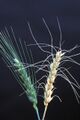 Wheat scab
