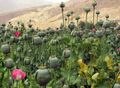 Afghanistan