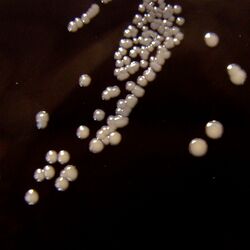 Bordetella pertussis
