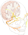 Cranial nerve VII