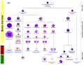 Hematopoiesis (human) diagram