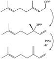 Myrcene biosynthesis pathway