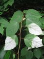 Actinidia polygama leaves