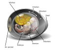 Chicken egg diagram