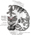 Cross-section of the spinal cord showing somatosensory tracts