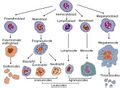 Illustration of blood cell lineage