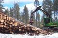 Pine