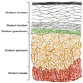 Illustration of skin layers, highlighting the stratum basale.