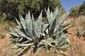 Agave americana