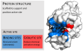 Structure of an enzyme showing the active site.