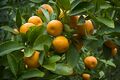 Orange tree