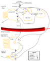 Control of stomach acid secretion