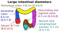 Ascending_colon