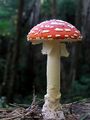 Fly Agaric mushroom