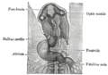 Vitelline veins