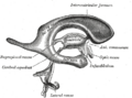 Transverse section of mid-brain at level of inferior colliculi