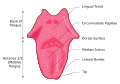 Tongue