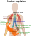 Calcium regulation