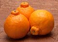 Japanese_citrus