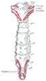 Gray's Anatomy illustration of the xiphoid process