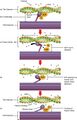 Skeletal muscle contraction