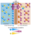 Basis of membrane potential