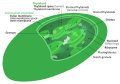 Structure of a chloroplast