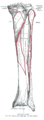 Muscles of the lower leg