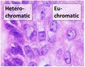 Heterochromatic versus euchromatic nuclei