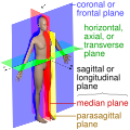 Anatomical planes labeled