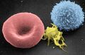 Platelet
