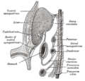 Lesser sac