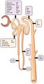Mechanism of secretion and reabsorption in nephrons