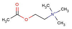 Acetylcholine