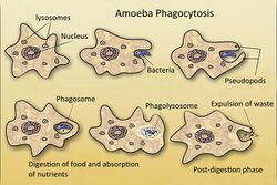 Amoeba phagocytosis