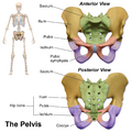 Illustration of the pelvis