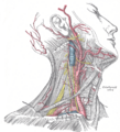 Superficial dissection of the right side of the neck, showing the carotid and subclavian arteries