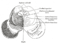 Section of the mid-brain at the level of the inferior colliculi