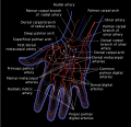 Diagram of hand arteries