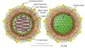 Herpesviridae virion