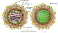 Herpesviridae virion