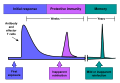 Immune system