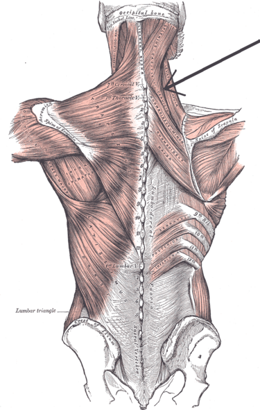 File:Musculus splenius cervicis.PNG
